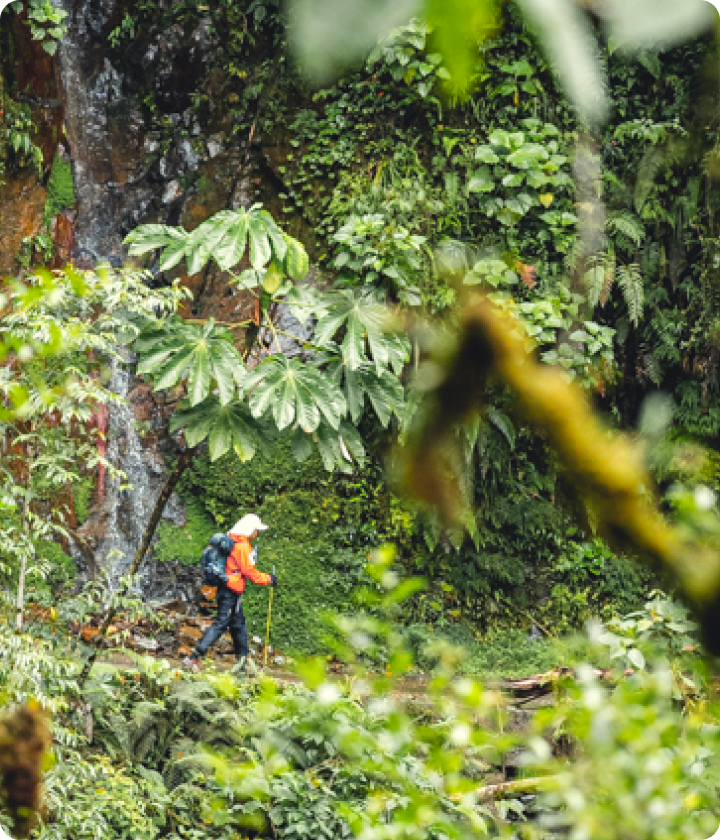 ジャングルでのアドベンチャーランの写真